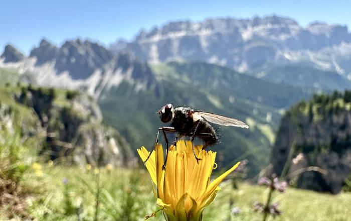 Biodiversità Nascosta Un progetto del Polo Museale Sapienza  per scoprire l’universo nascosto degli insetti