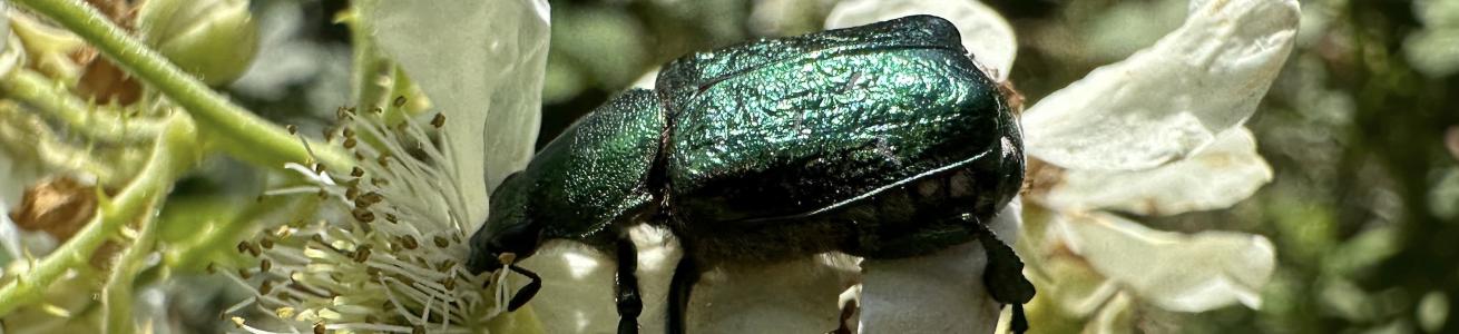 Biodiversità Nascosta Un progetto del Polo Museale Sapienza  per scoprire l’universo nascosto degli insetti